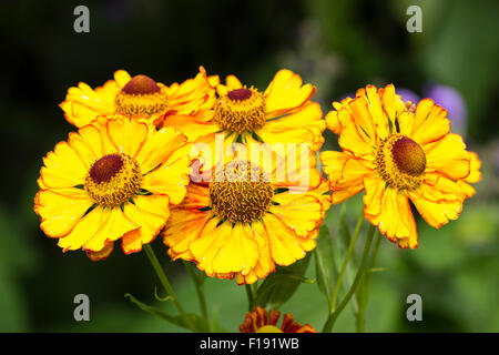 Rote und gelbe Spätsommer Blumen von der ewigen Sneezeweed, Helenium "Can Can" Stockfoto