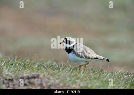 Sandregenpfeifer (Charadrius Hiaticula), UK Stockfoto