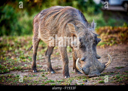 Warzenschwein, Phacochoerus Africanus, Lake Mburo National Park, Uganda, Afrika Stockfoto