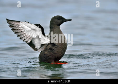 Schwarzen Guillemot (Cepphus Grylle) Stockfoto