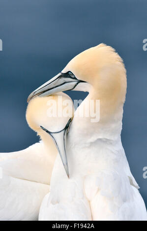 Basstölpel (Morus Bassanus) - UK Stockfoto