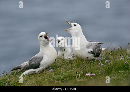 Nördlichen Fulmar (Fulmarus Cyclopoida), UK Stockfoto