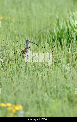 Eurasische Brachvogel (Numenius Arquata) UK Stockfoto