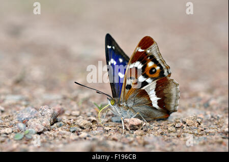 Lila Schmetterling Kaiser (Apatura Iris) UK Stockfoto