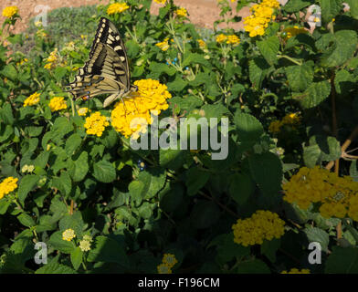 Alten Welt Shallowtail Schmetterling, Papilio Machaon, fand auf der großen gelben Salbei, Lantana Camara, ein kleiner Strauch in Malta. Stockfoto