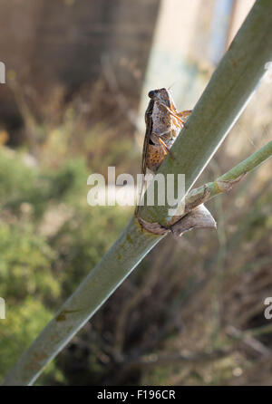 Zikade auf einem kleinen grünen Zweig in einem geschützten Bereich auf Malta, Mittelmeer. Stockfoto