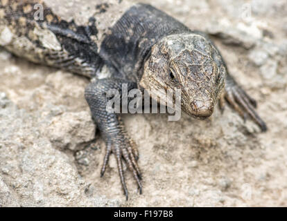 Eidechse, Haustiere, Wild, Gran Canaria, Natur, Fauna, Felsen, Stein, Tierwelt, Tiere, Spanien, Europa, Sehvermögen, Blick Stockfoto