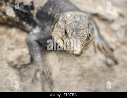 Eidechse, Haustiere, Wild, Gran Canaria, Natur, Fauna, Felsen, Stein, Tierwelt, Tiere, Spanien, Europa, Sehvermögen, Blick Stockfoto