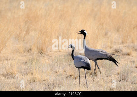 Erwachsene und junge Demoiselle Krane Wandern in heißen steppe Stockfoto