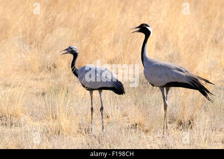 Erwachsene und junge Demoiselle Krane Wandern in heißen steppe Stockfoto