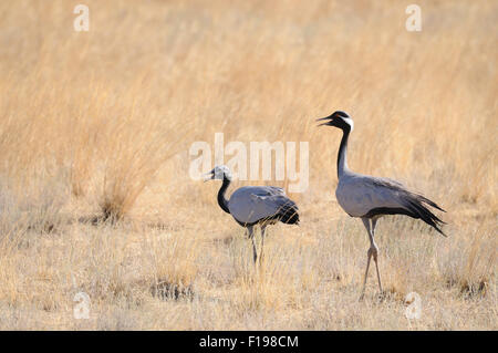 Erwachsene und junge Demoiselle Krane Wandern in heißen steppe Stockfoto