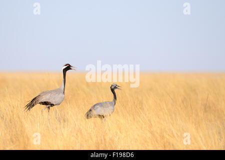 Erwachsene und junge Demoiselle Krane Wandern in heißen steppe Stockfoto