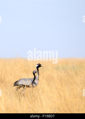 Erwachsene und junge Demoiselle Krane Wandern in heißen steppe Stockfoto