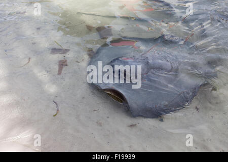 Ein Stachelrochen bricht die Oberfläche des flachen Wasser am Strand, Schwimmen über Schutt zu Essen aus lokalen Fischer Reinigung suchen Stockfoto