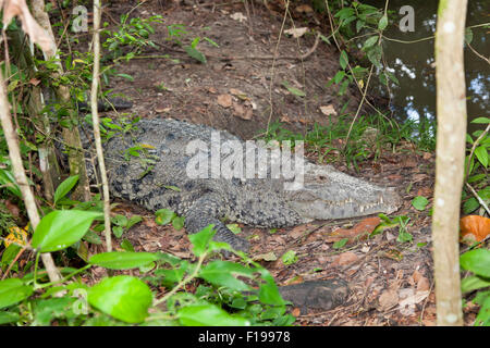 Ein großes Krokodil mit getrockneten Schlamm auf dem Kopf liegt am Ufer des Flusses im Belize Dschungel. Stockfoto