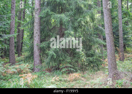 Wilde Fichtenwald in der frühen Sommermorgen niedriger Schlesien Polen Stockfoto