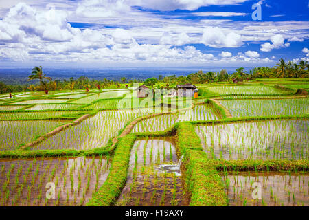 Reis-Terrassen in Insel Bali, Indonesien Stockfoto