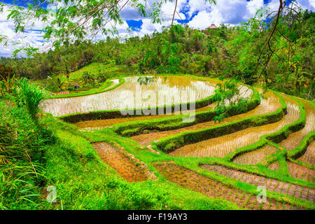 Reis-Terrassen in Insel Bali, Indonesien Stockfoto