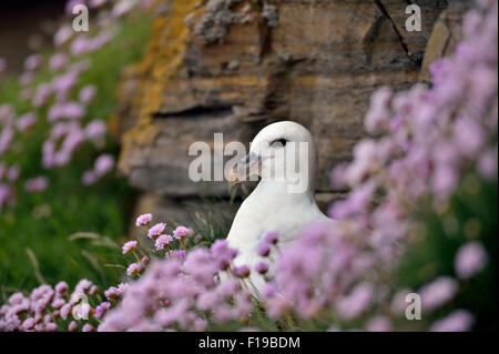 Nördlichen Fulmar (Fulmarus Cyclopoida), UK Stockfoto