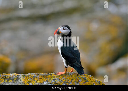 Papageitaucher (Fratercula Arctica), uk Stockfoto
