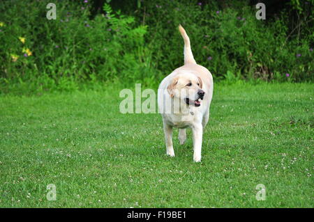 Gelber Labrador Retriever Stockfoto