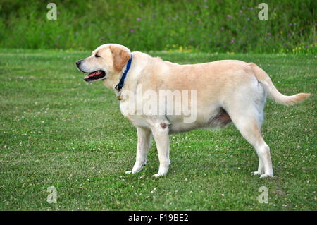 Gelber Labrador Retriever Stockfoto
