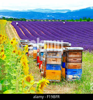 schöne blühende Feld von Lavendel und Sonnenblumen mit Bienenstöcken Stockfoto