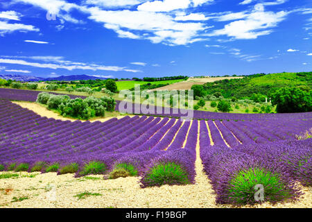 blühender Lavendel-Felder in Valensole in der Provence. Frankreich Stockfoto blühender Lavendel-Felder in Valensole in der Provence. Frankreich Stockfoto