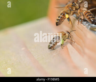 Stirling, Schottland. 30. August 2015. UK-Wetter: Honigbienen in Schottland machen das Beste aus einem relativ warmen, trockenen Tag.  Die Farbe der Pollen, den die Bienen an den Beinen gesammelt haben, wie sie in den Bienenstock zurück richtet sich nach der Vielzahl von Blumen, die sie besucht haben.    Eine schlechte laufen Wetter in Schottland führte zu berichten der Kolonien am Rande des Hungers und der schottischen Imkerverein ausgestellt am Ende Juli ein Hunger-Alarm. Bildnachweis: Kayrtravel/Alamy Live-Nachrichten Stockfoto