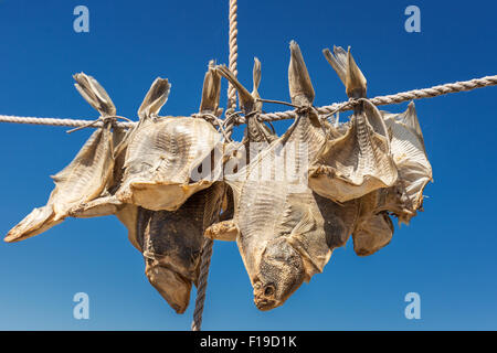 Getrockneter Fisch Scholle oder Stockfisch hängen an einer Leitung in der frischen Seeluft, Liseleje, Dänemark Stockfoto