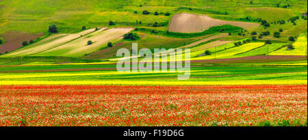 blühende Felder im Gebirge Sibilini, Castelluccio di Norcia Stockfoto