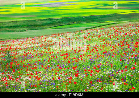 blühende Felder im Gebirge Sibilini in Castelluccio di Norcia Stockfoto