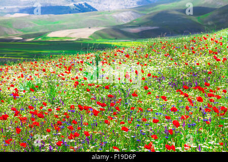 blühende Felder im Gebirge Sibilini Castelluccio di Norcia Stockfoto