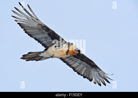 Die größten heimischen Greifvogel sollten Barbatus / Bartgeier / Laemmergeier / Bartgeier gegen blauen Himmel fliegen. Stockfoto