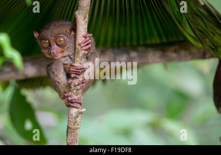 Lächelnd süß Koboldmaki sitzen auf einem Baum, Bohol Island, Philippinen Stockfoto