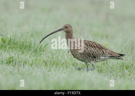 Seltene eurasischen Brachvogel / Grosser Brachvogel (Numenius Arquata) zu Fuß durch Tau nass Rasen auf der Suche nach Nahrung. Stockfoto