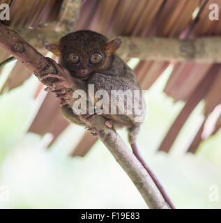 Lächelnd süß Koboldmaki sitzen auf einem Baum, Bohol Island, Philippinen Stockfoto