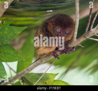 Lächelnd süß Koboldmaki sitzen auf einem Baum, Bohol Island, Philippinen Stockfoto