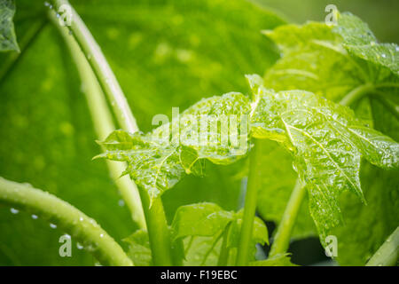 Papaya-Baum Closeup wallpaper Stockfoto