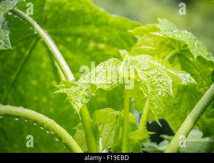 Papaya-Baum Closeup wallpaper Stockfoto