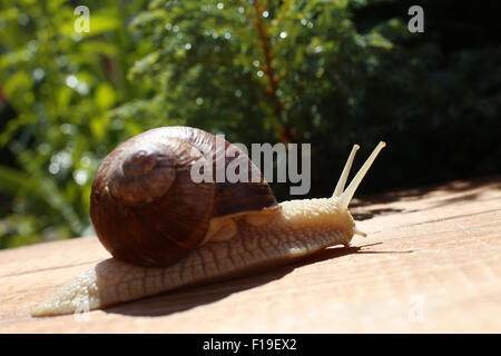 große Schnecke close-up auf dem Schreibtisch aus Holz Stockfoto