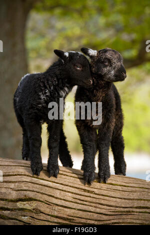 Die Liebe ist.  Zwei junge Lämmer neben Derwentwater, Cumbria im englischen Lake District. Stockfoto