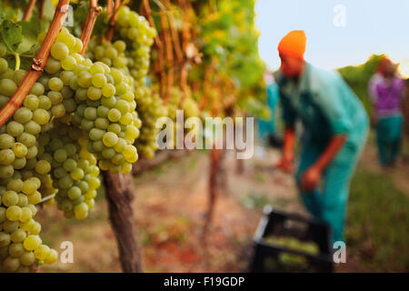 Haufen von Trauben an den Reben im Weinberg mit Weintraube Picker arbeitet im Hintergrund. Stockfoto