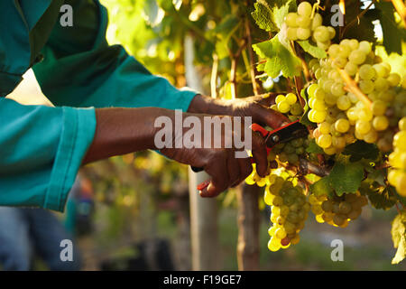 Harvester Hände schneiden grüne Trauben auf einem Weingut. Landwirt, Abholung der Trauben bei der Ernte. Stockfoto