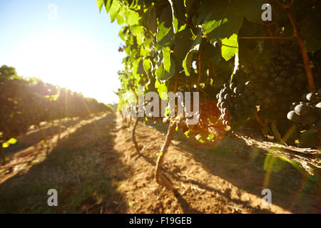 Schwarzen Trauben an Rebstöcken mit hellem Sonnenlicht an einem Sommertag. Reihen von Weinstöcken, die Früchte im Weinberg mit Sonne flare. Stockfoto