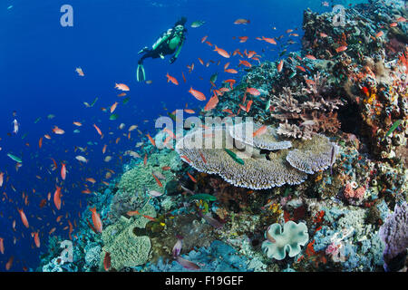 px0152-D. Scuba Diver (Modell freigegeben) bewundert gesunden Korallenriff mit Vielfalt an weich- und Hartkorallen und reichlich Fisch Leben. Stockfoto