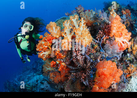 px0203-D. Scuba Diver (Modell freigegeben) bewundert Weichkorallen (Dendronephthya SP.) die entlang Strom gefegt Riffen gedeihen. Indonesi Stockfoto