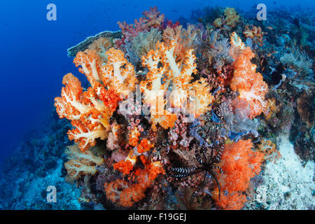 px0206-D. Weichkorallen (Dendronephthya SP.) gedeihen entlang laufenden fegte Riffe. Indonesien, tropischen Pazifik. Foto-Copyright Stockfoto