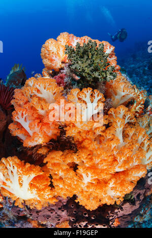 px0228-D. auf Strom gefegt Riffen gedeihen Weichkorallen (Dendronephthya SP.). Indonesien, tropischen Pazifik. Foto Copyright © B Stockfoto