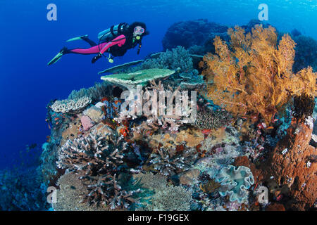 px0307-D.  Scuba Diver (Modell freigegeben) schwimmt über gesunde Korallenriff mit einer Vielzahl von Steinkorallen, Weichkorallen und Schwämmen. Stockfoto